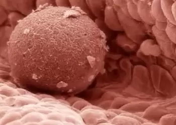 Ученые обнаружили белок, влияющий на процесс имплантации эмбриона