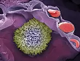 Клетки иммунитета и их роль в наступлении беременности