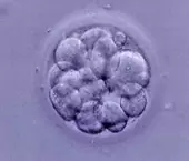 Ученые нашли еще один способ оценки качества эмбрионов в цикле ЭКО