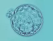 Шведские ученые обнаружили 7 ранее неизвестных генов, участвующих в развитии эмбриона