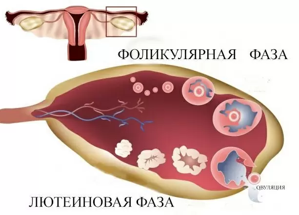 Физиология нормального менструального цикла
