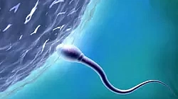 Возраст донора спермы и эффективность ВРТ