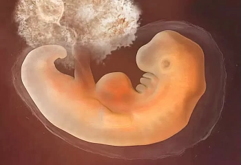 Ученым удалось вырастить in vitro 13-дневный эмбрион
